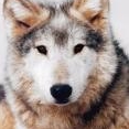 Profilový obrázek uživatele wolf-girl