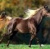 -star.stable-
