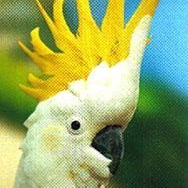 Profilový obrázek uživatele kakadu