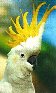 Profilový obrázek - kakadu