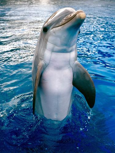 Profilový obrázek - delfinn6