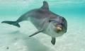 Profilový obrázek - dolphin