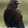 Profilový obrázek uživatele mr.crow