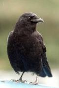 Profilový obrázek - mr.crow