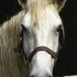 Profilový obrázek uživatele katka-horses