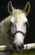 Profilový obrázek - katka-horses